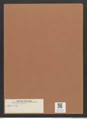 Navicula sp. (de-Toni-Nr.: Genus 1, Species 55, 3121 ?) Zeichnungen Sammlung Grunow Mappe 00619 (Herbarium_W_Grunow_drawings_Folder_00619)